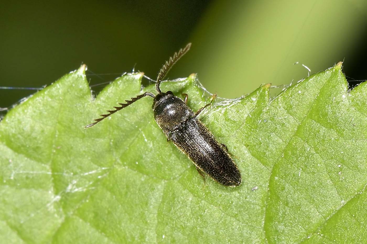 Eucnemidae: Microrhagus cf. pygmaeus